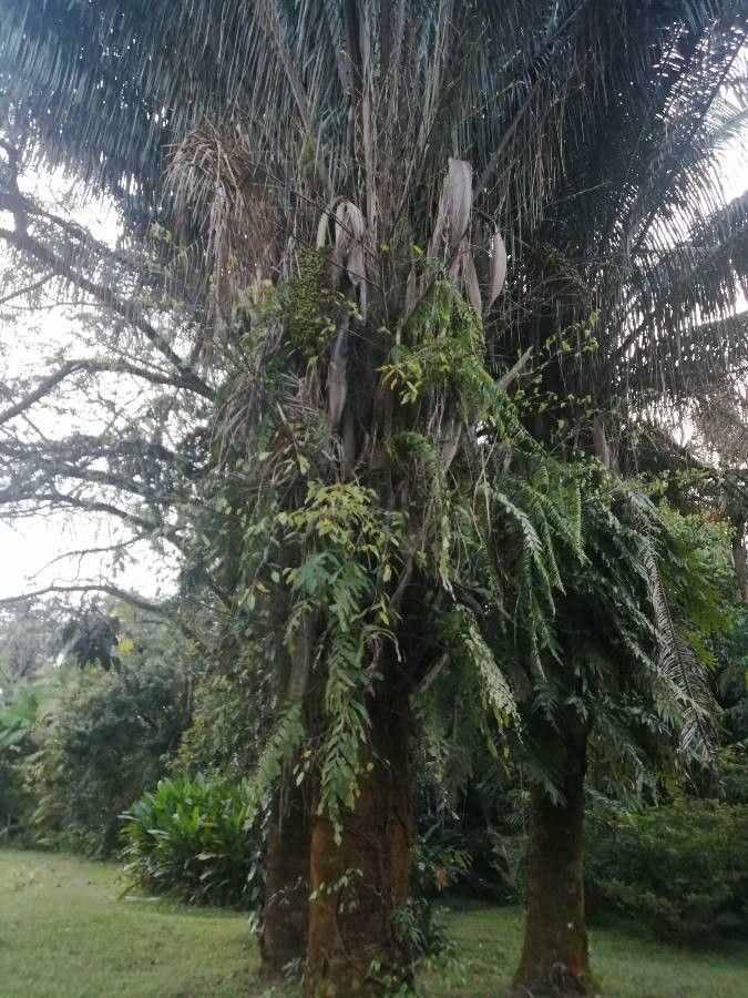 Attalea butyracea — related species from the same genus