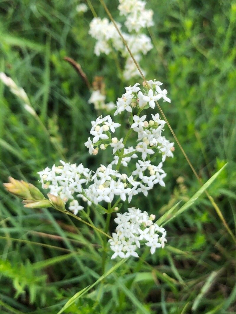 Galium boreale flower