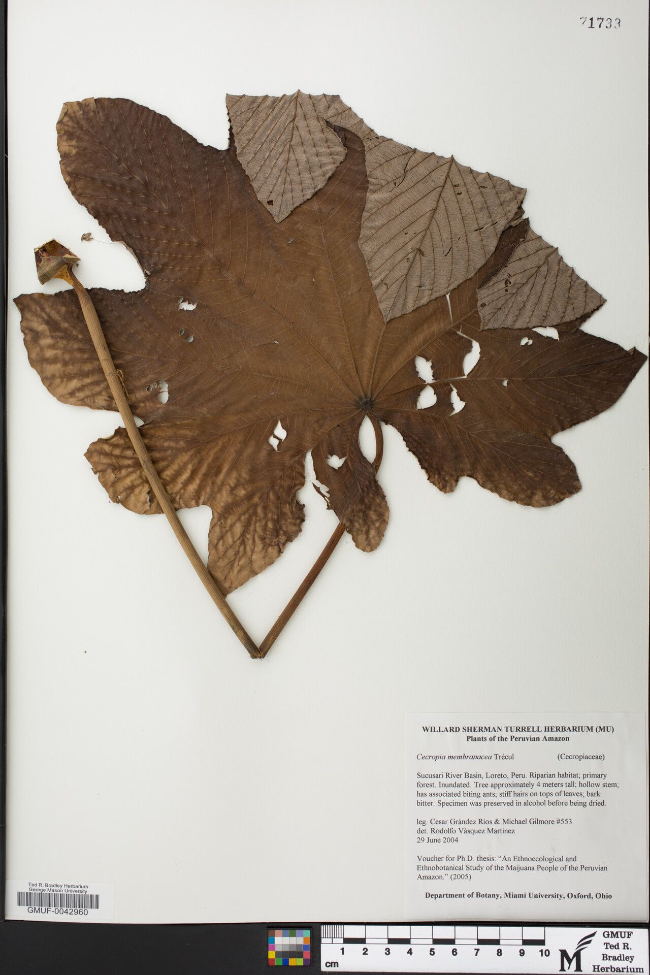 Cecropia membranacea other