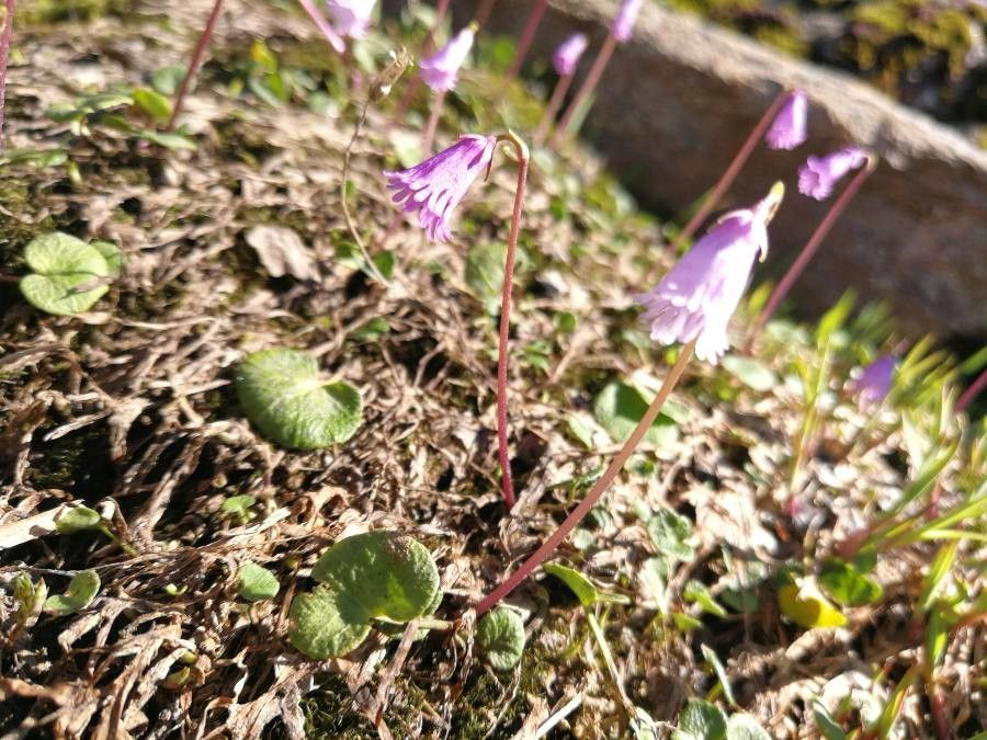 Soldanella pusilla leaf