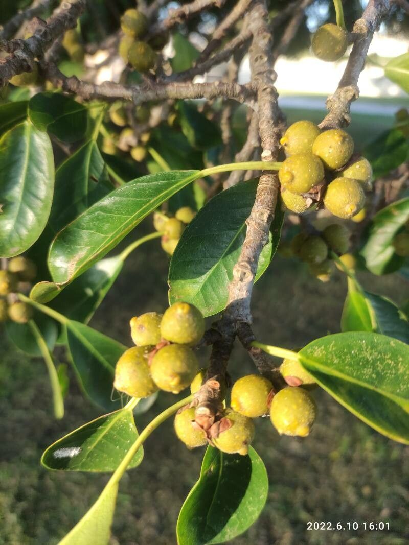 Ficus natalensis fruit
