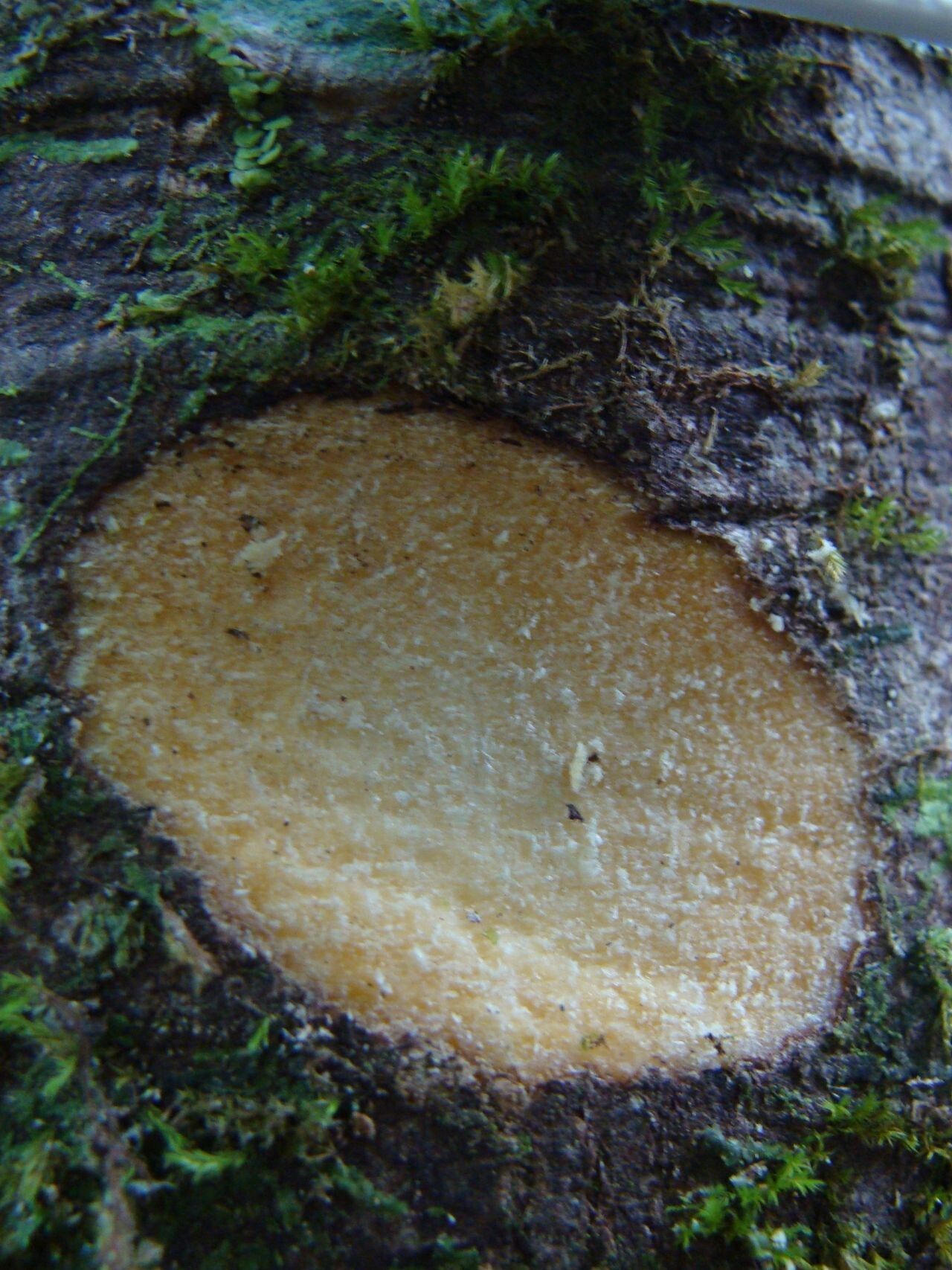 Symplocos flavescens bark