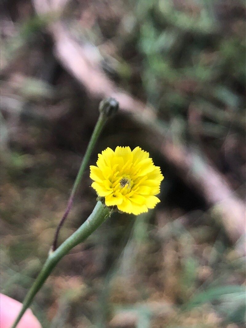 Arnoseris minima flower