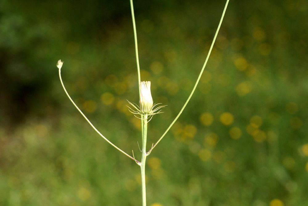 Tolpis umbellata bark