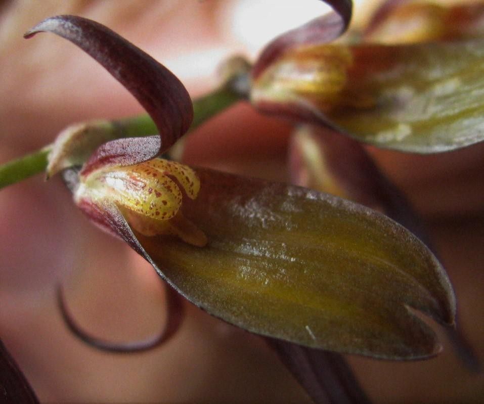 Stelis gigantea flower