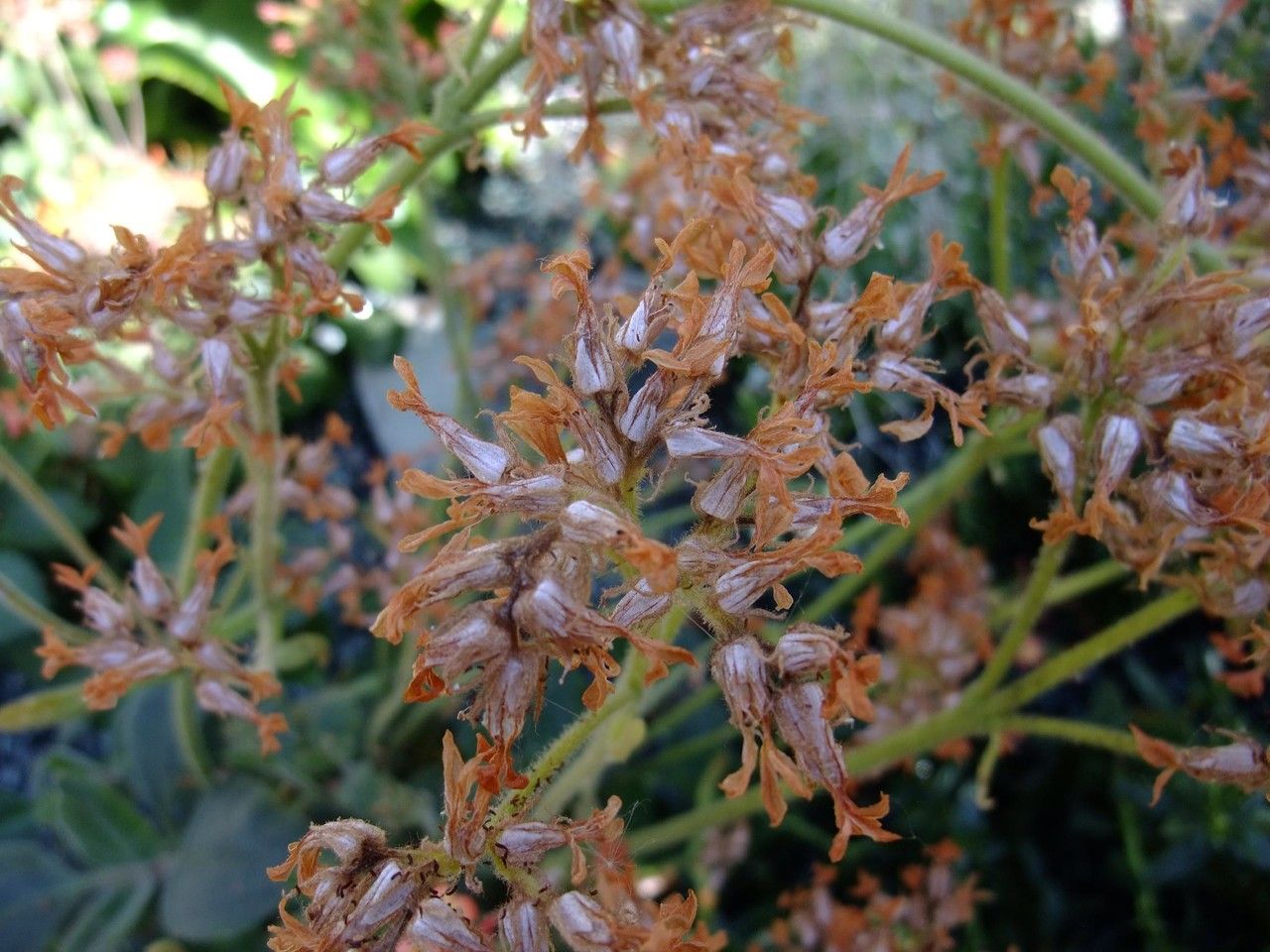 Kalanchoe velutina habit