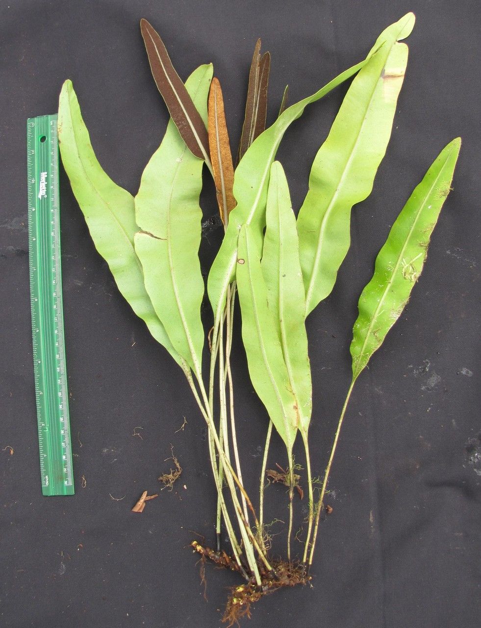 Elaphoglossum moranii other