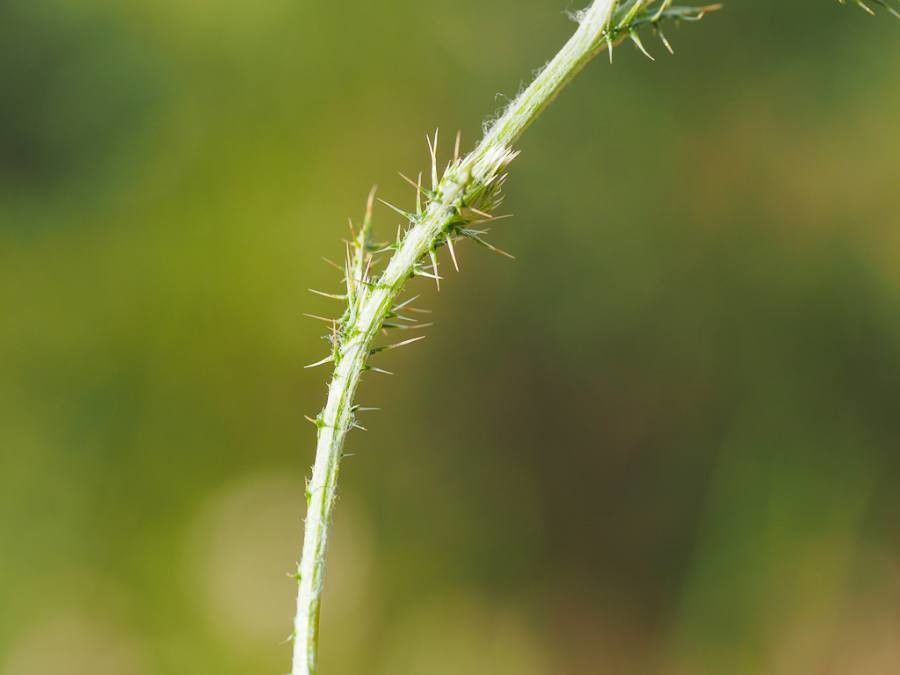 Carduus acicularis leaf