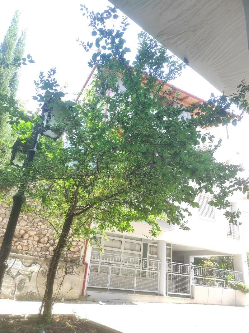 Viburnum × jackii leaf