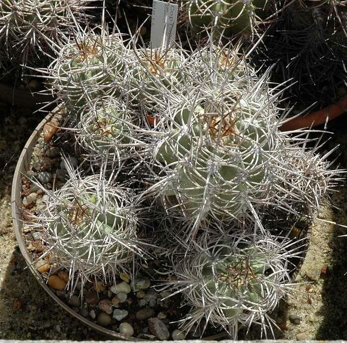 Copiapoa solaris — houseplant care guide