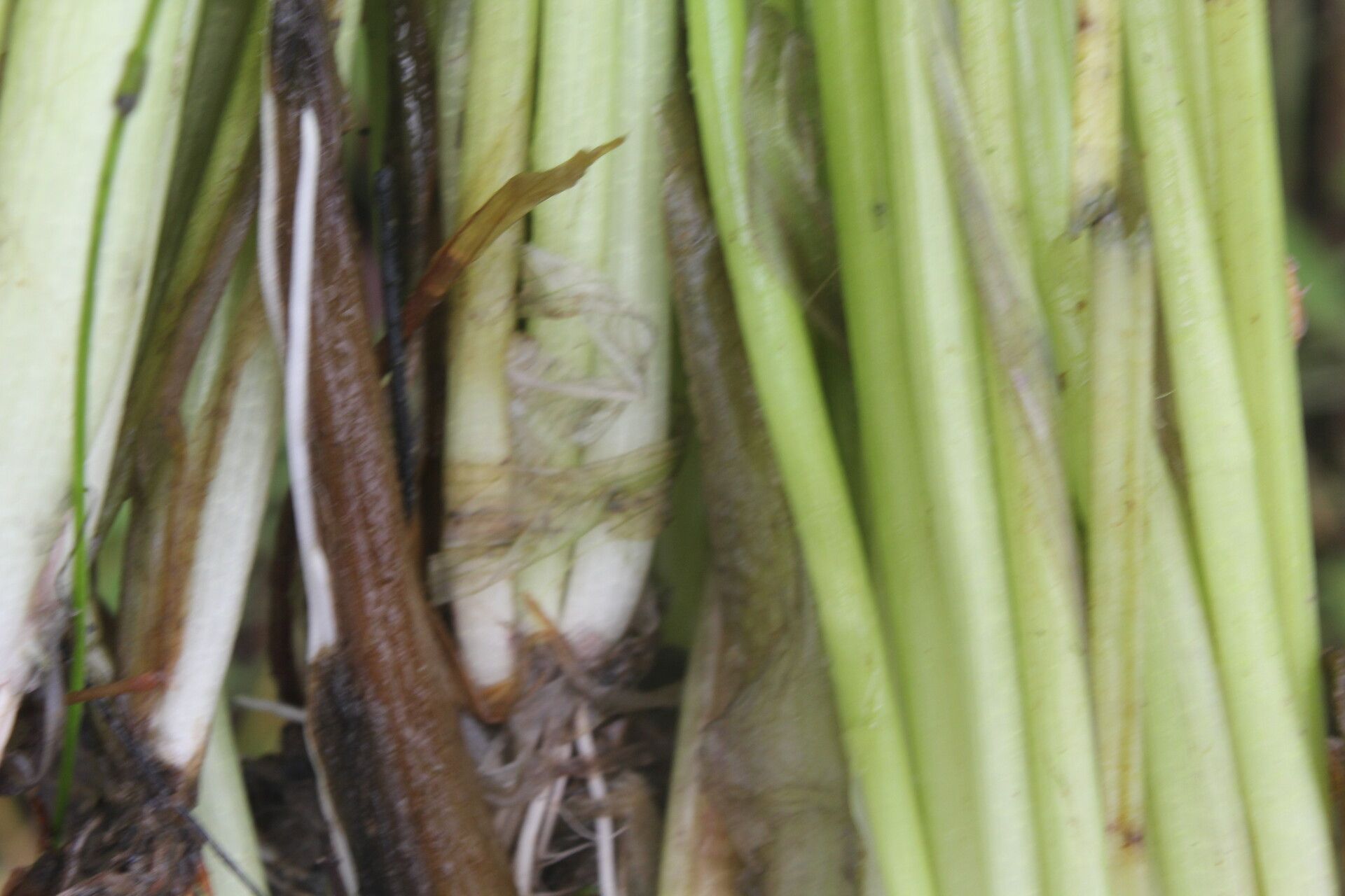 Pontederia paradoxa bark