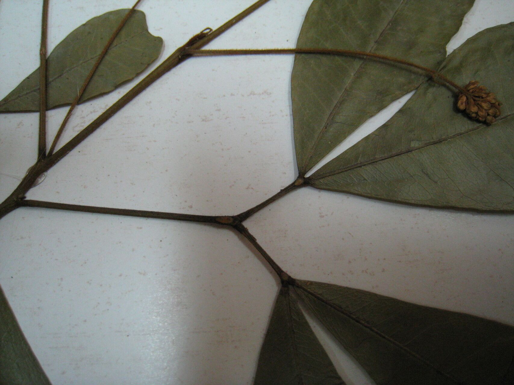 Abarema laeta — houseplant care guide