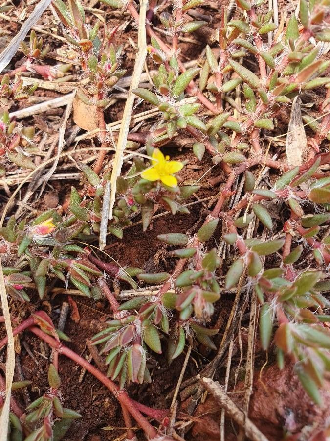 Portulaca quadrifida flower