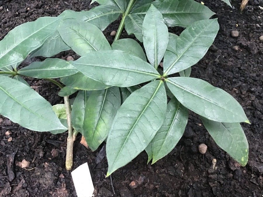 Allamanda schottii leaf