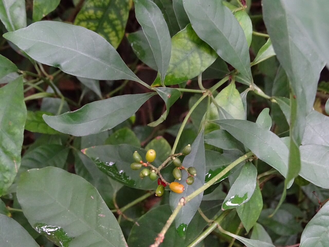 Psychotria carthagenensis — search result for 'Rubiaceae'