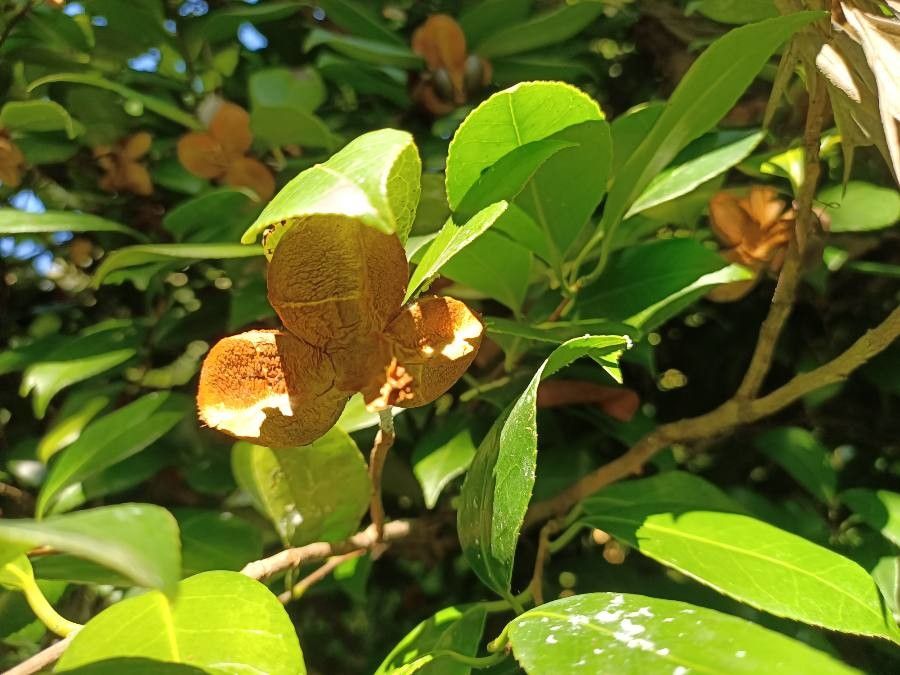 Melodorum fruticosum fruit