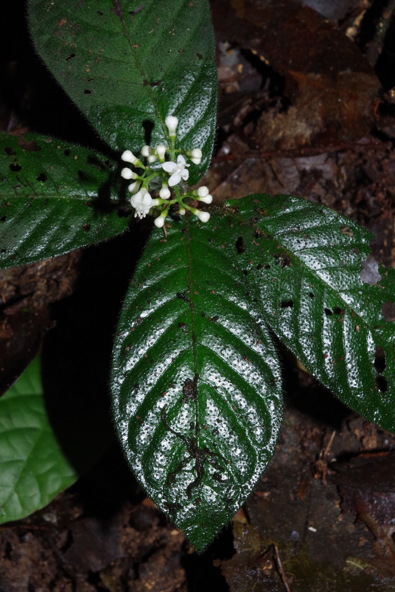 Psychotria rubristipulata leaf