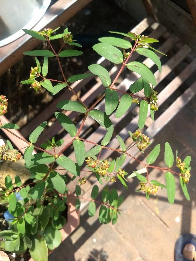 Euphorbia nutans — search result for 'Euphorbiaceae'