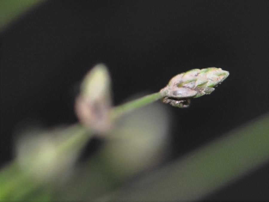 Isolepis cernua flower