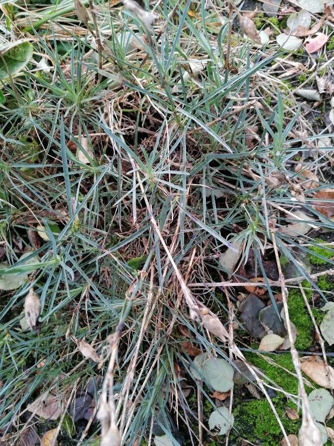 Dianthus graniticus leaf