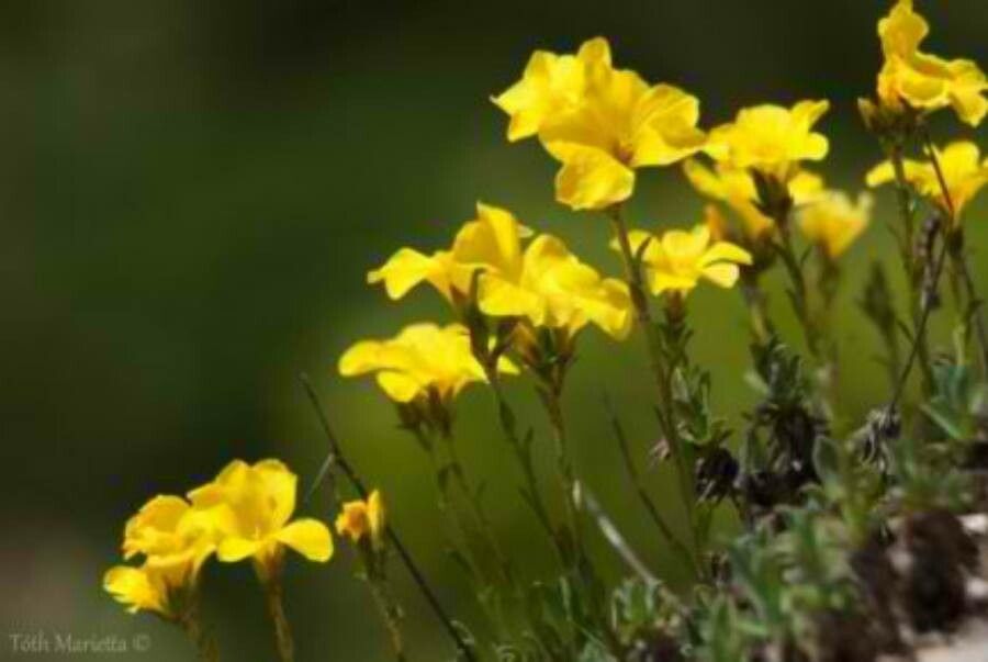 Linum dolomiticum habit