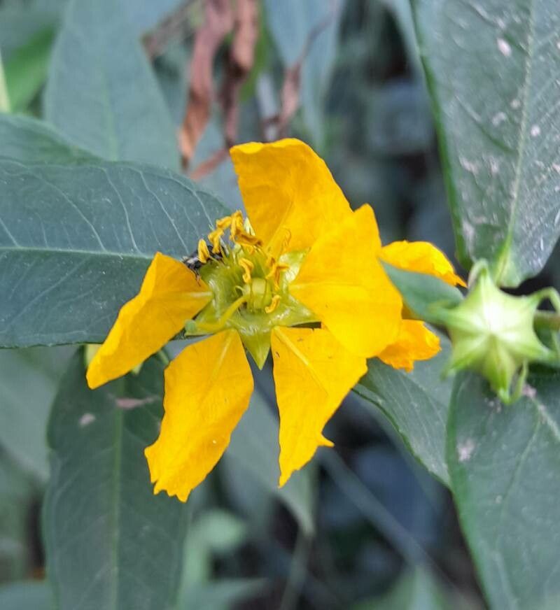 Heimia montana flower