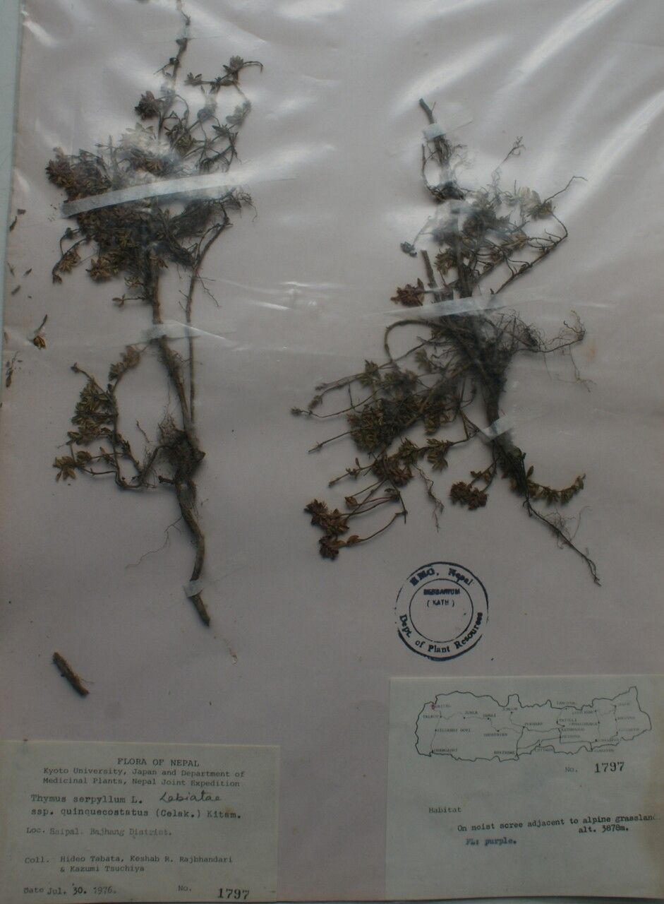 Thymus quinquecostatus other