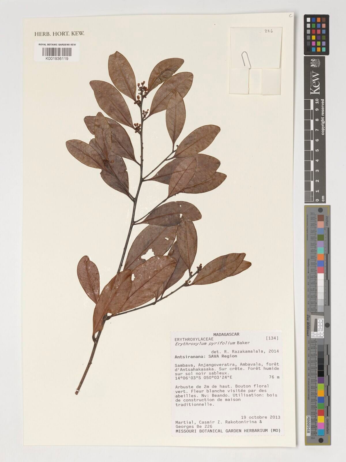 Erythroxylum pyrifolium — houseplant care guide