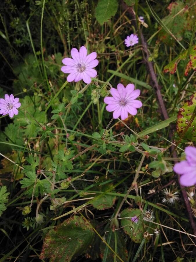Geranium pyrenaicum flower