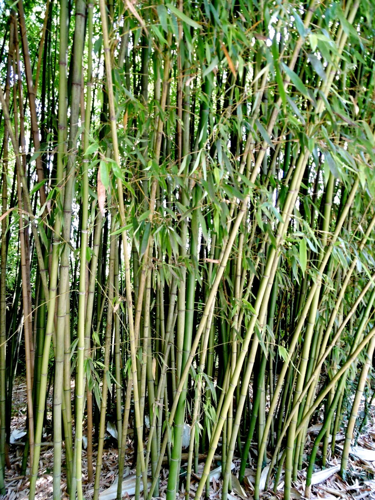Phyllostachys reticulata habit