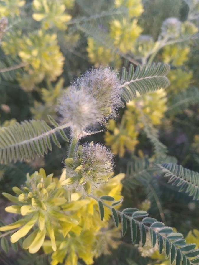Astragalus alopecuroides fruit