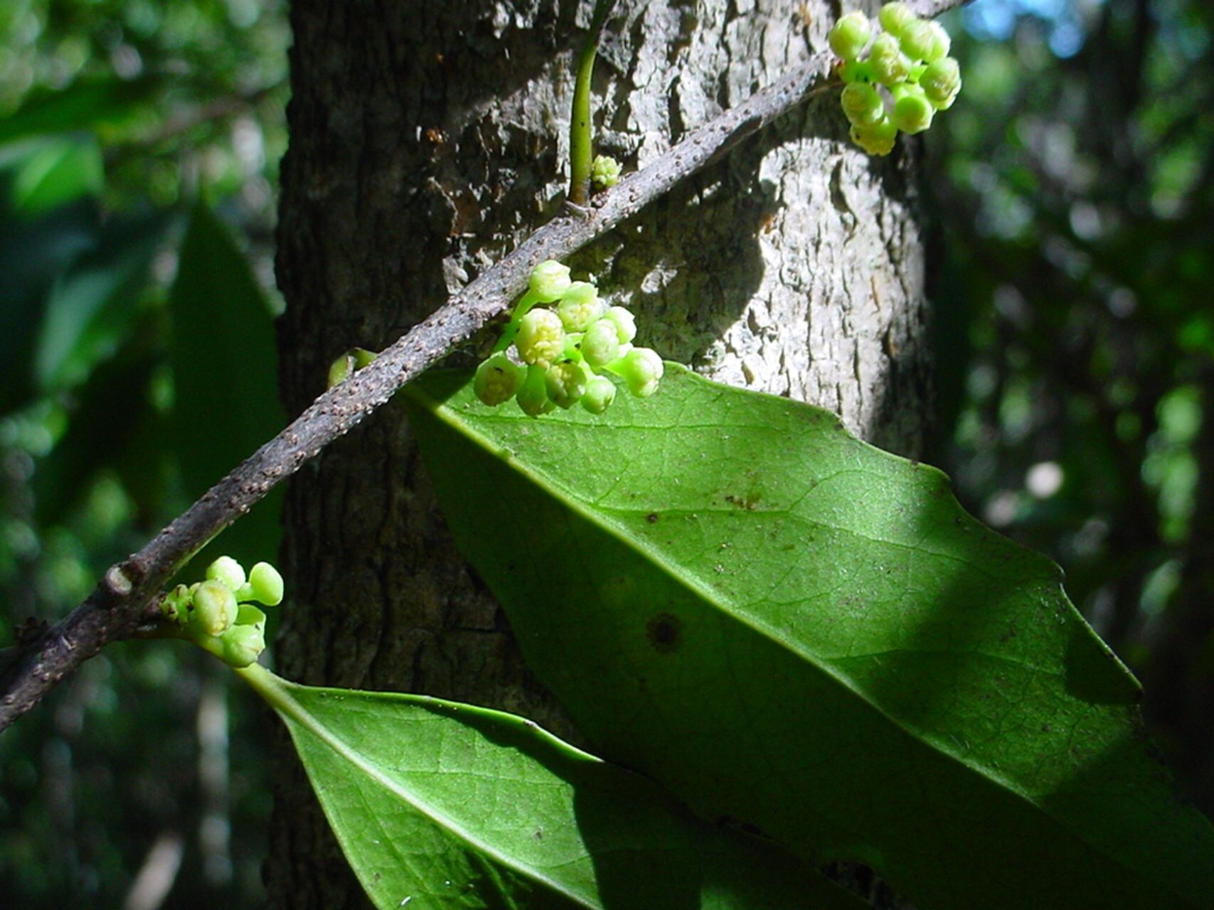 Xylosma grossecrenata bark