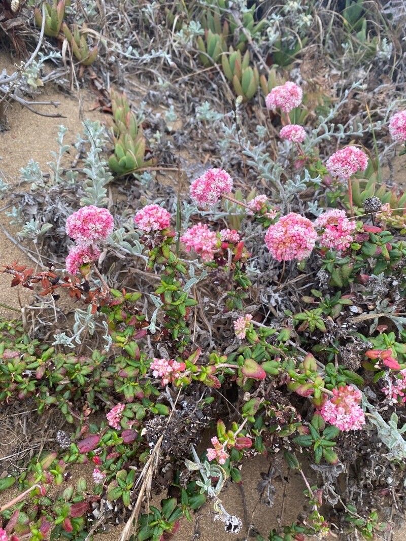 Eriogonum parvifolium flower