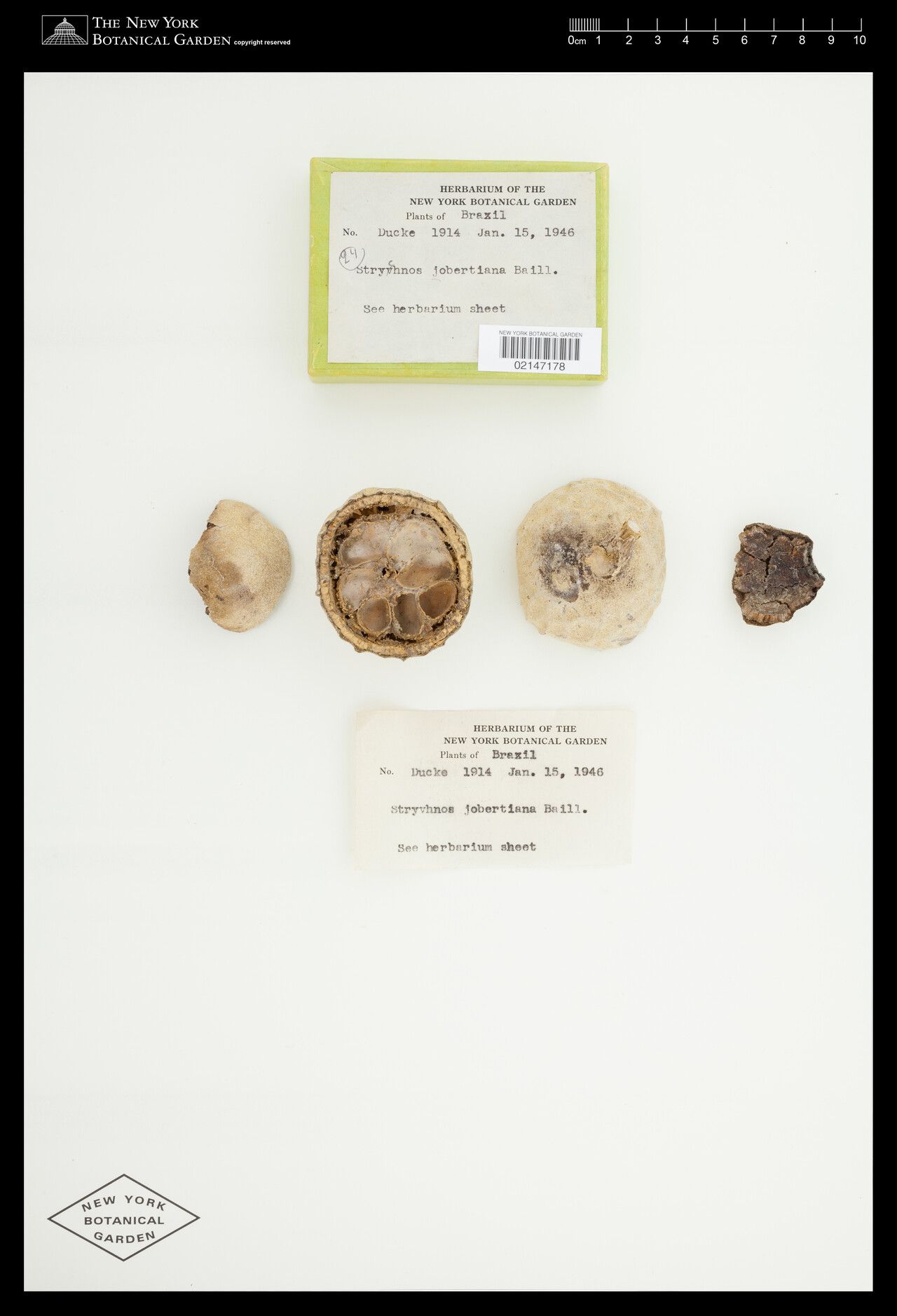 Strychnos jobertiana flower