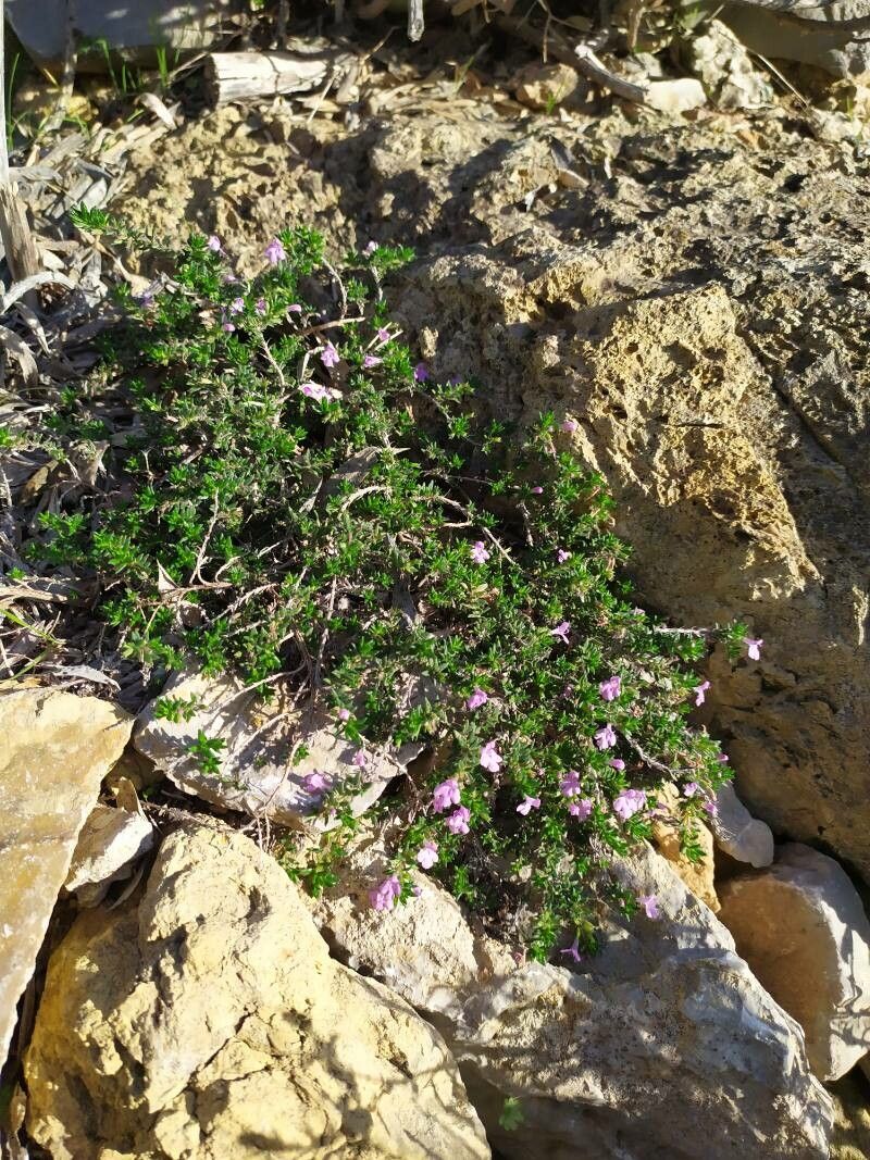 Micromeria inodora habit
