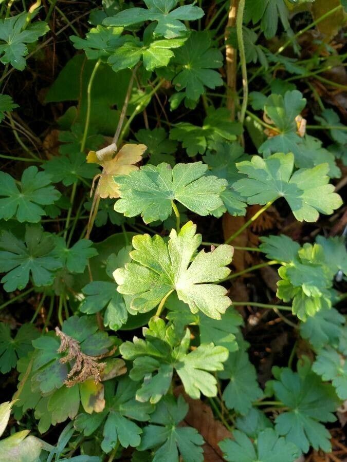 Geranium dalmaticum — search result for 'Croatia'