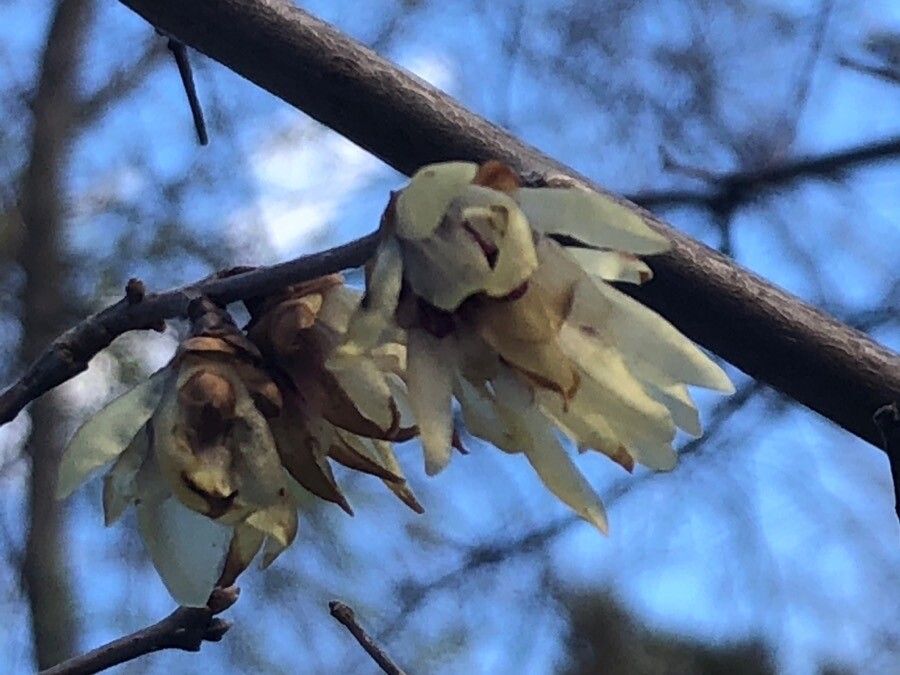 Chimonanthus praecox flower
