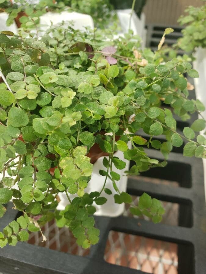 Isotoma fluviatilis — search result for 'Campanulaceae'