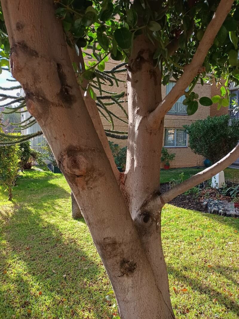 Beilschmiedia berteroana bark