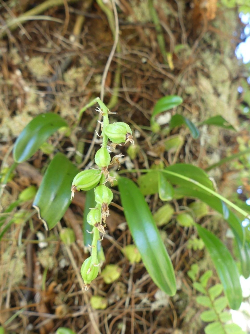 Bulbophyllum incurvum fruit
