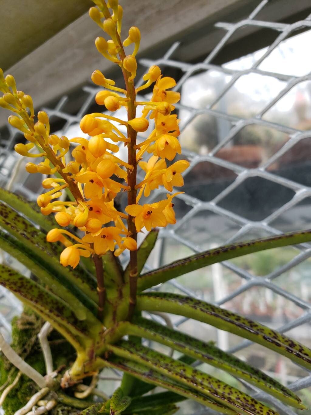 Vanda garayi flower