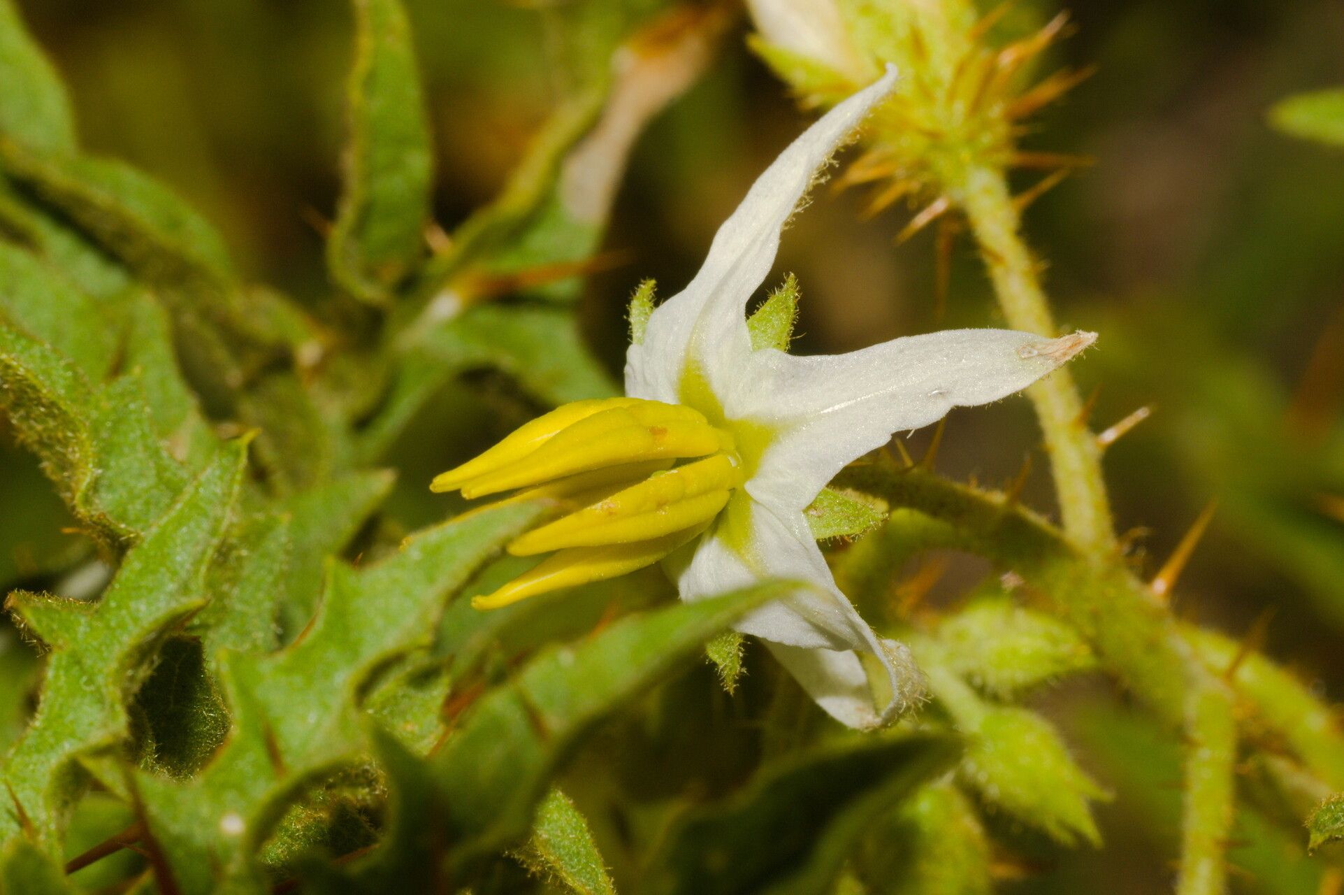 Solanum hasslerianum — houseplant care guide