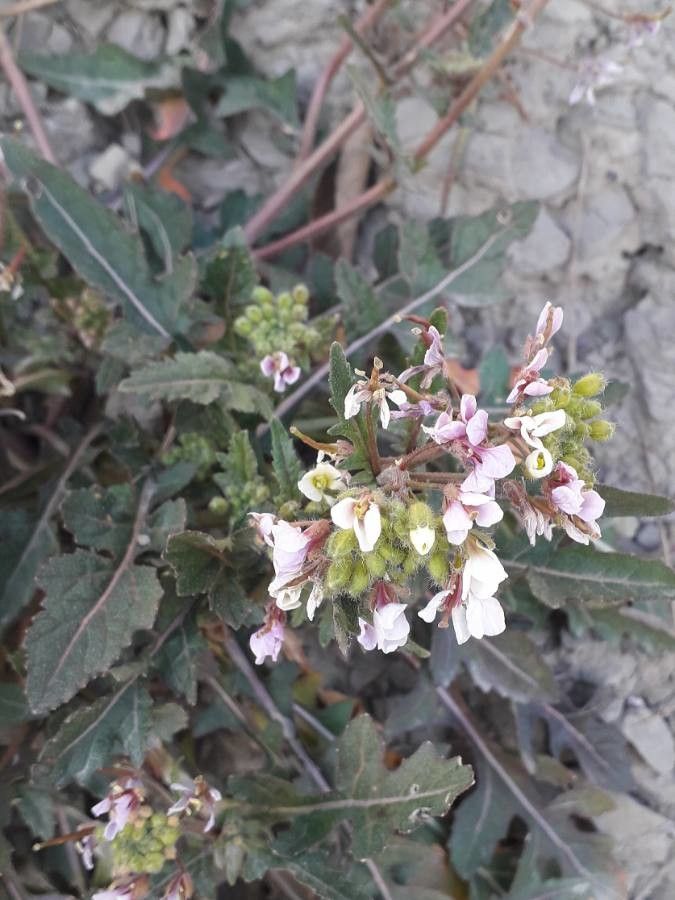 Diplotaxis erucoides flower