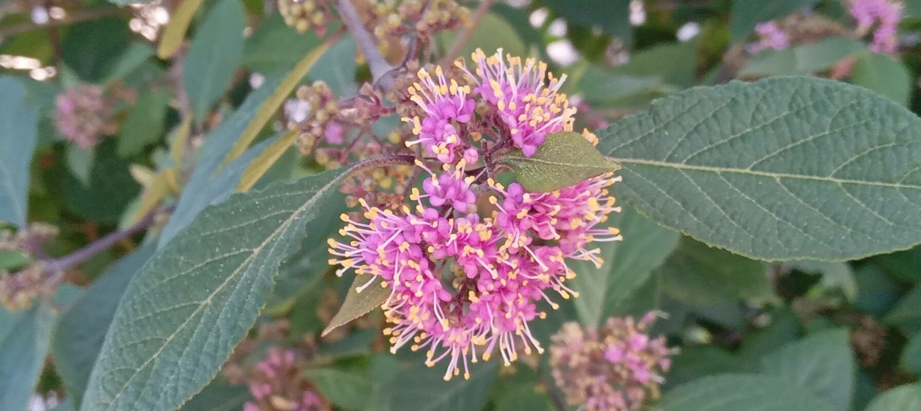 Callicarpa bodinieri flower