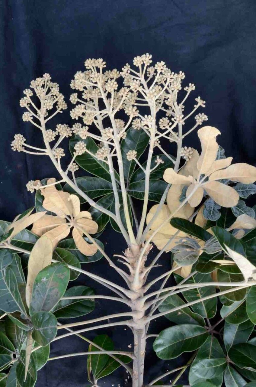 Didymopanax macrocarpus leaf