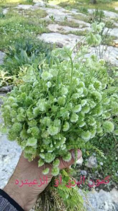 Lagoecia cuminoides fruit