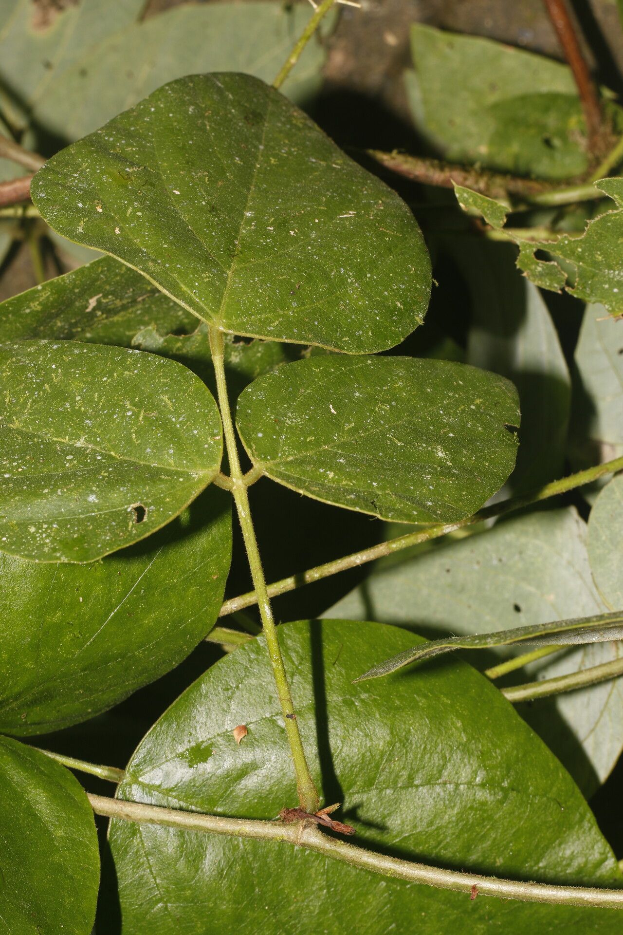 Desmodium purpusii leaf