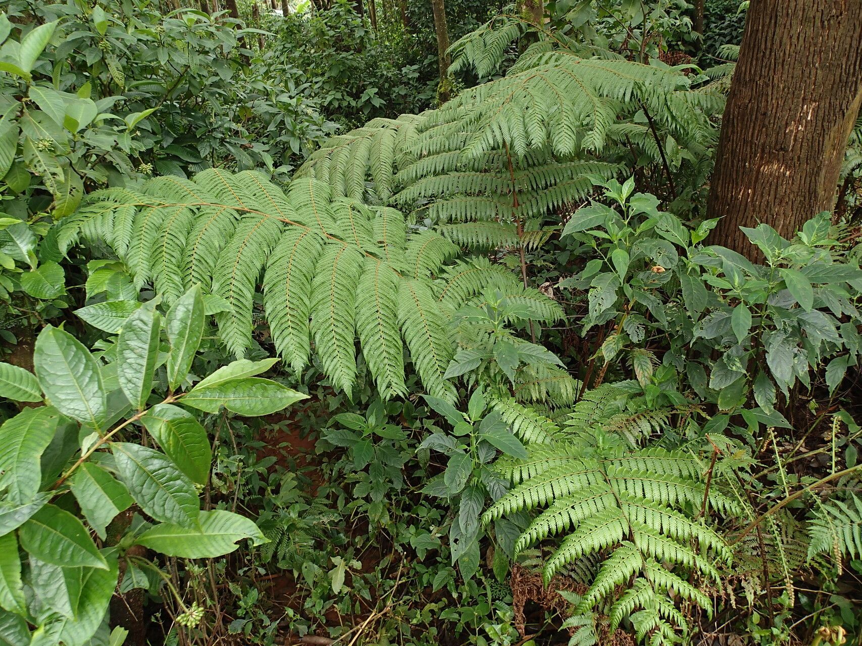 Alsophila camerooniana habit
