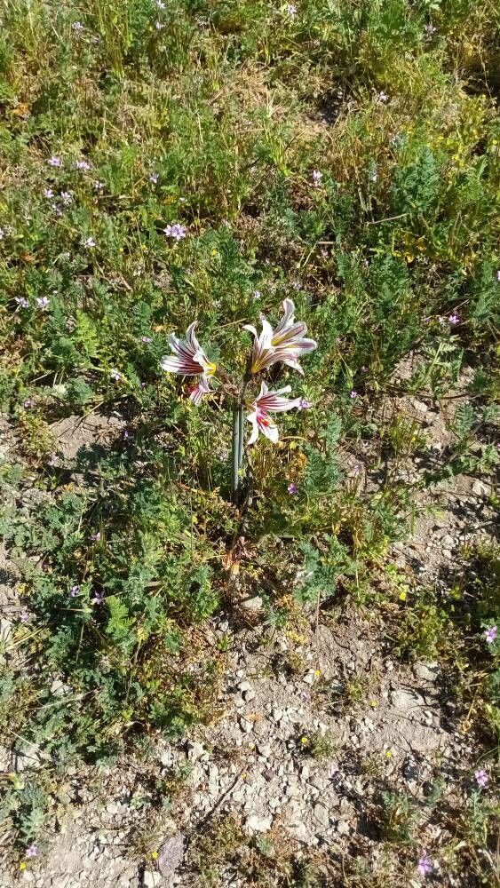 Olsynium biflorum flower