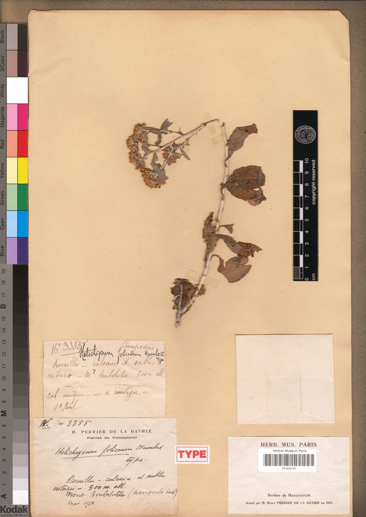 Helichrysum foliosum — houseplant care guide